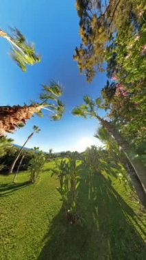 Dikey video. Uzun, engebeli bir hurma gövdesi ön tarafı doldurur, daha küçük palmiyeler ve parlak mavi bir gökyüzüne uzanır..