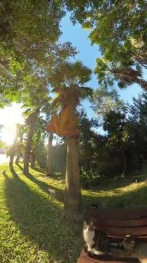 Dikey video. Tahta bir bankta oturan iki kedinin yakın plan görüntüsü, biri canlı bir sonbahar yaprağını kokluyor. Arka planda güneşten sırılsıklam olmuş palmiye ağaçları ve yumuşak odaklı bir kadın görünüyor..