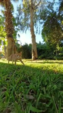 Dikey video. Uzun ağaçlar ve yemyeşil yemyeşil bir parkta kameradan dikkatle uzaklaşan kızıl bir kedinin alçak açılı görüntüsü ürkek ve tuhaf ifadesini yakalıyor..