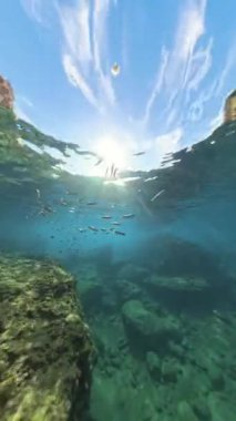 Dikey video. Güneş ışınları altında yüzen ekmek kırıntılarının yakınında toplanan balıkların canlı sualtı sahnesi kayalık oluşumların etrafındaki dinamik deniz yaşamını gözler önüne seriyor.