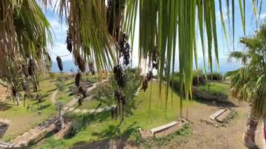 Güneşli palmiye dalları, aşağı sarkan koyu meyve kümeleri, manzaralı bir sahil bahçesi ve berrak mavi gökyüzünün altında sakin bir deniz..