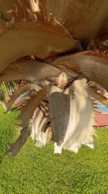 Dikey video. Palmiye ağacının alt kısmından yukarıya doğru, desenli gövdeyi ve geniş yaprakları vurguluyor. Arka planda yeşil çimenler ve patikalar görünüyor..