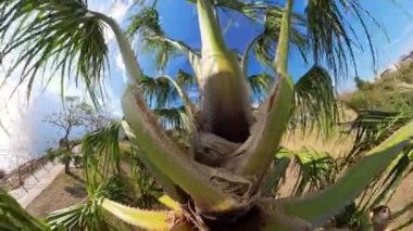 Kamera bir palmiye ağacının gövdesine iniyor, okyanus manzarası sunuyor, yemyeşil yapraklar ve berrak mavi gökyüzünün altında canlı bir kıyı manzarası ile çerçevelenmiş..