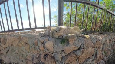 Bir tekir kedi, arka planda deniz olan, sıcak güneş ışığıyla yıkanmış taş bir duvarda uzanıyor. Kedi, sahil kenarındaki bu sakin ortamda rahatlamış görünüyor..