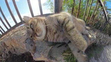Kedi, arka planda deniz uzanırken merakla kameraya bakarak başını çevirir. Güneş ışığı kürküne vurgu yapıyor ve sakin bir sahil havası yaratıyor..