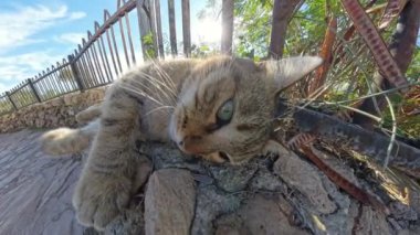 Kedi taş duvarın üzerine uzanıyor, neşeyle geriye bakıyor. Güneş ışığı tırabzanların arasından süzülüp bu sakin ve büyüleyici kıyı manzarasına sıcaklık katıyor..