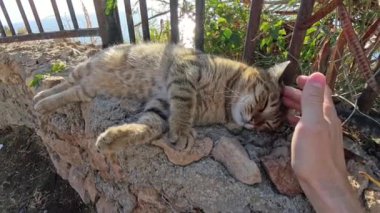 Taş bir duvarda uzanan tekir bir kedinin yakın çekimi, huzur içinde kafa çiziklerinin tadını çıkarıyor, deniz ve parlak güneş ışığı çitin arkasından görünüyor..