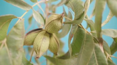 Detaylı yapraklarla bir dala asılı yeşil fındıkların yakın plan çekimi, canlı mavi bir arka plan üzerine kurulmuş, fındıkların dokusunu ve doğal gelişimini vurguluyor..
