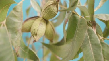 Fındık ağaçlarının detaylı dokularını yakalayıp canlı mavi gökyüzü arkaplanına karşı bırakarak, aşağıdan yukarıya doğru bir ceviz ağacı dalı boyunca kamera kaydırma hareketi.