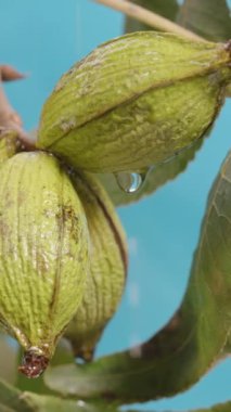 Dikey video. Su damlacıkları daldaki olgunlaşmamış fındıklardan sarkan fındıklara tutunarak canlı mavi arka planda tazelik ve su kaybını vurguluyor ve bitkinin doğal büyüme ve canlılığını vurguluyor..