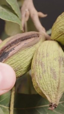 Dikey video. Bir dalın üzerinde yeşil fındık kabuklarını nazikçe tutan bir elin yakın plan görüntüsü, onların dokusunu ve olgunluğunu koyu bir arka plana vurguluyor, doğal ayrıntıları vurguluyor..