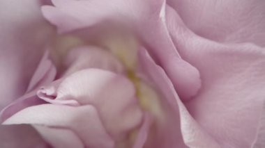 Yakın plan, narin, soluk pembe bir gülün siyah bir arkaplan üzerine kurulmuş karmaşık taç yapraklı görüntüsü. Makro yakınlaştırma, her yaprağın yumuşak dokusunu ve nazik renk eğimini gösterir..