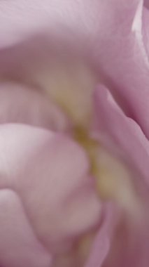 Dikey video. Yakın plan, narin, soluk pembe bir gülün siyah bir arkaplan üzerine kurulmuş karmaşık taç yapraklı görüntüsü. Makro yakınlaştırma, her yaprağın yumuşak dokusunu ve nazik renk eğimini gösterir..