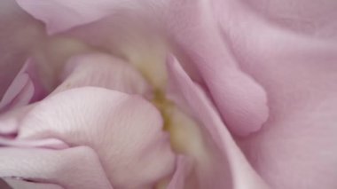 Soluk pembe bir gülün merkezine odaklanan aşırı yakın çekim, karmaşık taç yaprağı dokularını ve ince renk eğimlerini yakalıyor. Makro yakınlaştırma hassas taç yaprağı kıvrımlarını vurgular.