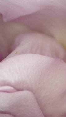 Dikey video. Soluk pembe bir gülün merkezine odaklanan aşırı yakın çekim, karmaşık taç yaprağı dokularını ve ince renk eğimlerini yakalıyor. Makro yakınlaştırma hassas taç yaprağı kıvrımlarını vurgular.