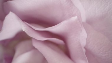 Yukarıdan çekilen soluk pembe bir gülün dönüşümlü görüntüsü, kamera yavaş yavaş yukarı doğru hareket ediyor. Makro yakınlaştırma ve kaydırma efekti siyah arkaplana karşı taç yapraklarının hassas detaylarını vurgular.