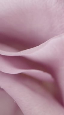 Dikey video. Yukarıdan çekilen soluk pembe bir gülün dönüşümlü görüntüsü, kamera yavaş yavaş yukarı doğru hareket ediyor. Makro yakınlaştırma ve kaydırma efekti siyah arkaplana karşı taç yapraklarının hassas detaylarını vurgular.