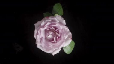 Siyah bir arka planda soluk pembe bir gülün yukarıdan görünüşü döngülü bir dönüşle kaydedildi. Narin taç yaprakları ve yeşil yapraklar buna zıtlık göstererek büyüleyici bir görsel etki yaratıyor..