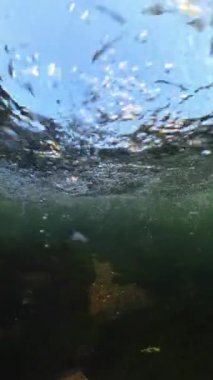 Dikey video. Dönen baloncukların yavaş çekim sualtı görüntüsü, yüzeye doğru yükseldikçe büyüleyici bir şablon yaratıyor, baloncukların içinden ışık kırılıyor.
