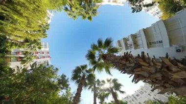 Parlak mavi gökyüzüne karşı yüksek palmiye ağaçlarının yukarıdan görünüşü, kentsel bir ortamda boy, simetri ve doğa ihtişamını vurgulayan dairesel, dalgın bir perspektif yaratıyor..