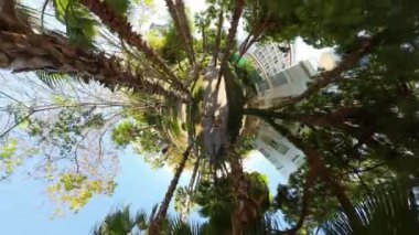 Palmiye çizgili bir yolda yürüyen bir çiftin hava manzarası, etraflarını çevreleyen canlı yeşillik, yukarıdan doğa ve kentsel yaşam tarzının manzaralı bir karışımını yakalıyorlar..