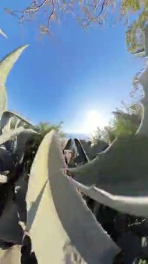 Dikey video. Kaktüs yaprakları arasında deniz kenarındaki bir uçurumda ilerlerken, ötesinde güneşli okyanus manzarası, kıyı bitkisinin engebeli güzelliğini yakalıyor ve doğayı yakından keşfetme macerasını yakalıyor..