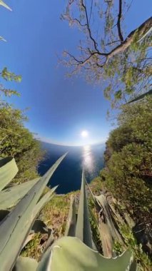 Dikey video. Kaktüs bitkilerinin dairesel perspektifi ve yeşillik okyanus manzarasını güneşten yansıtarak sulardan yansıtarak çöl bitki örtüsü ve kıyı manzarasını harmanlayan 