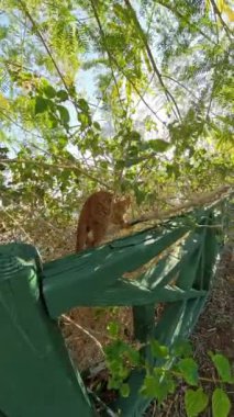 Dikey video. Meraklı bir turuncu kedi yavrusu yaprakların arasından süzülen güneş ışığıyla yeşil, yıpranmış ahşap bir yüzey yakınlarında dallara tırmanıyor. Neşeli sahne, yavru kedilerin maceracı ruhunu doğal bir ortamda yakalıyor..