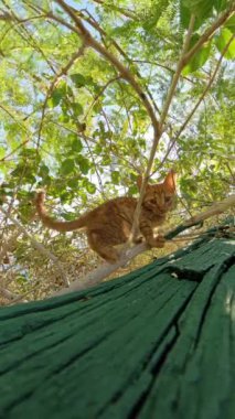 Dikey video. Turuncu kedi yavrusu, kısmen yeşilliklerin arasına gizlenmiş yoğun dalları ve yaprakları keşfeder. Sahne, vahşi doğadaki neşeli ve meraklı doğasını vurguluyor..