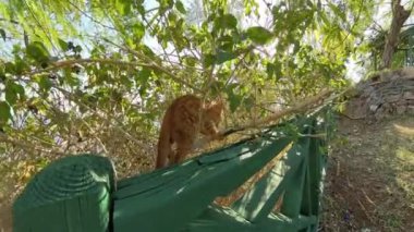 Meraklı bir turuncu kedi yavrusu yaprakların arasından süzülen güneş ışığıyla yeşil, yıpranmış ahşap bir yüzey yakınlarında dallara tırmanıyor. Neşeli sahne, yavru kedilerin maceracı ruhunu doğal bir ortamda yakalıyor..