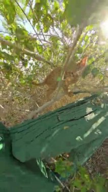 Dikey video. Turuncu kedi yavrusu, dallar ve yapraklardan oluşan bir karmaşa içinde, yoğun, yeşil bir saklanma yerinden çevresini keşfederek, vahşi yaşam ve özgürlük hissini yakalıyor..