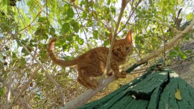 Turuncu kedi yavrusu, kısmen yeşilliklerin arasına gizlenmiş yoğun dalları ve yaprakları keşfeder. Sahne, vahşi doğadaki neşeli ve meraklı doğasını vurguluyor..