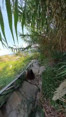 Dikey video. Kadın, yoğun yeşillik ve tropikal yaprakların arasında merdivenlerden inerken gözlerden uzak ve sakin bir hava verir..