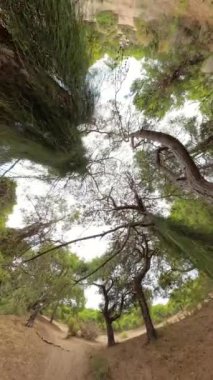 Dikey video. Toprak bir patika etrafında dairesel bir çerçeve oluşturan uzun ağaçların balık bakışı doğal manzaranın huzurlu güzelliğini vurgular.