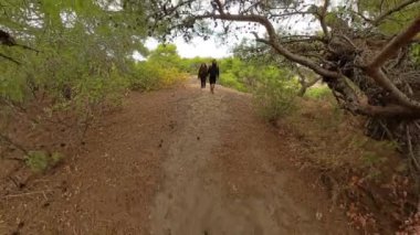 Ağaçlarla çevrili bir ormanda yürüyen bir çift, kamera onları takip ederken perspektifi dairesel, gerçeküstü bir etkiye dönüştürüyor ve yolculuğu vurguluyor.