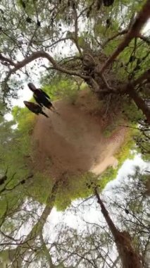 Dikey video. Görüntü çarpık bir perspektifi gösteriyor. Kamera, iki insanı bir orman yolunda yürürken takip ediyor. Dönme efekti, alışılmadık görüntüyü arttırıyor..