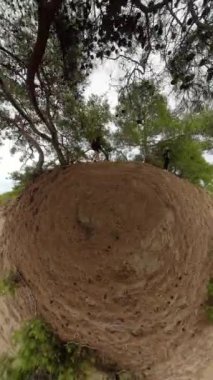 Dikey video. Arazinin her tarafına dağılmış seyrek ağaçlar ve çalılar olan açık kumlu bir alanda birlikte yürüyen bir erkek ve bir kadının yüksek açılı görüntüsü. Atmosfer uzak ve el değmemiş gibi..