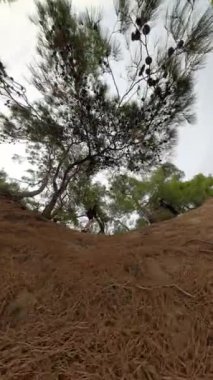 Dikey video. Küresel bir 