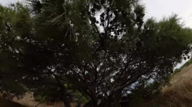 Kamera ağaç dalları boyunca yukarı doğru hareket ediyor ve çöl manzarasının üzerindeki küçük bir gezegeni andıran küresel bir panorama etkisi yaratıyor..