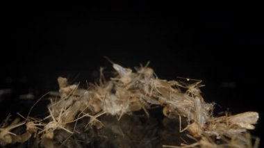 Yansıtıcı siyah bir yüzeye yerleştirilmiş ölü sivrisinek yığını. Hassas vücutlarını vurguluyorlar ve yumuşak odaklı bir arka plan altında karmaşık detaylar veriyorlar. Dolly Kaydırıcı.