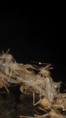 Yansıtıcı siyah bir yüzeye yerleştirilmiş ölü sivrisinek yığını. Hassas vücutlarını vurguluyorlar ve yumuşak odaklı bir arka plan altında karmaşık detaylar veriyorlar. Dolly Kaydırıcı.