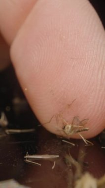 Ölü sivrisineklerin küçük bir yığınına dokunan insan parmağının yakın çekimi, kırılgan vücutlarına odaklanıyor ve siyah yansıtıcı arka plana karşı ayrıntılı kanatlar takıyor..