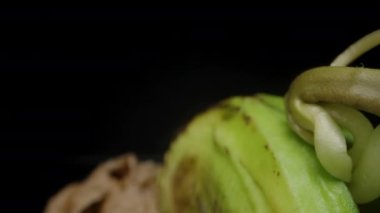 Dolly Kaypak. Tohumlarından filizlenen bir mango bitkisi, parlak yeşil yapraklar ve kıvrımlı kökler sergiliyor. Kuru kabuk maddesiyle çevrelenmiş siyah bir zemin üzerinde..