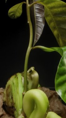 Kuru kabuğuyla çevrili kıvrımlı kökleri ve parlak yapraklarıyla filizlenen bir mango tohumunun detaylı görüntüsü, karanlık bir arka planda tropikal büyüme ve yaşamı sembolize ediyor..