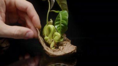 Bir el mango tohumunun kabuğunu tutuyor, filizlenen bitkinin bir kısmı görünür, tohum yapısını ve organik büyüme sürecini vurguluyor..