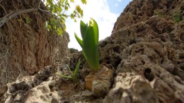 Bereketli yeşil ağaç dalları ve engebeli uçurumlar tarafından çerçevelenmiş geniş okyanus manzarası. Güneş ışığı parçalı bulutlu bir gökyüzünde kırılıyor..