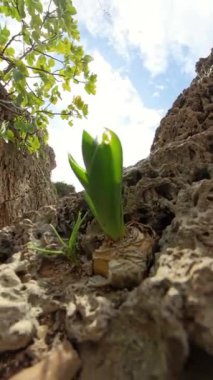 Dikey video. Bereketli yeşil ağaç dalları ve engebeli uçurumlar tarafından çerçevelenmiş geniş okyanus manzarası. Güneş ışığı parçalı bulutlu bir gökyüzünde kırılıyor..