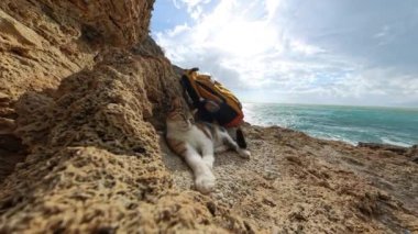 Yakınlarda sarı bir sırt çantasıyla kayaların üzerinde uzanmış güneşli bir gökyüzünün altında okyanusa bakan rüya gibi bir oyuncak bebek etkisi yaratan rahat bir kedi..