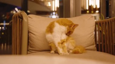 Kızıl ve beyaz bir kedi bej bir sandalyede oturur, kendini sıcak ışık altında temizler, rahat ve huzurlu bir ev ortamı yaratır..