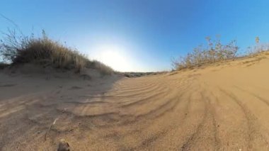 Açık bir gökyüzü ve uzak bir bitki örtüsü tarafından çerçevelenmiş, rüzgar şeklindeki desenleri ve kuru otları olan, güneşli kumlu bir kumulun ileriye doğru hareket eden alçak açılı görüntüsü..